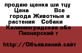 продаю щенка ши-тцу › Цена ­ 10 000 - Все города Животные и растения » Собаки   . Калининградская обл.,Пионерский г.